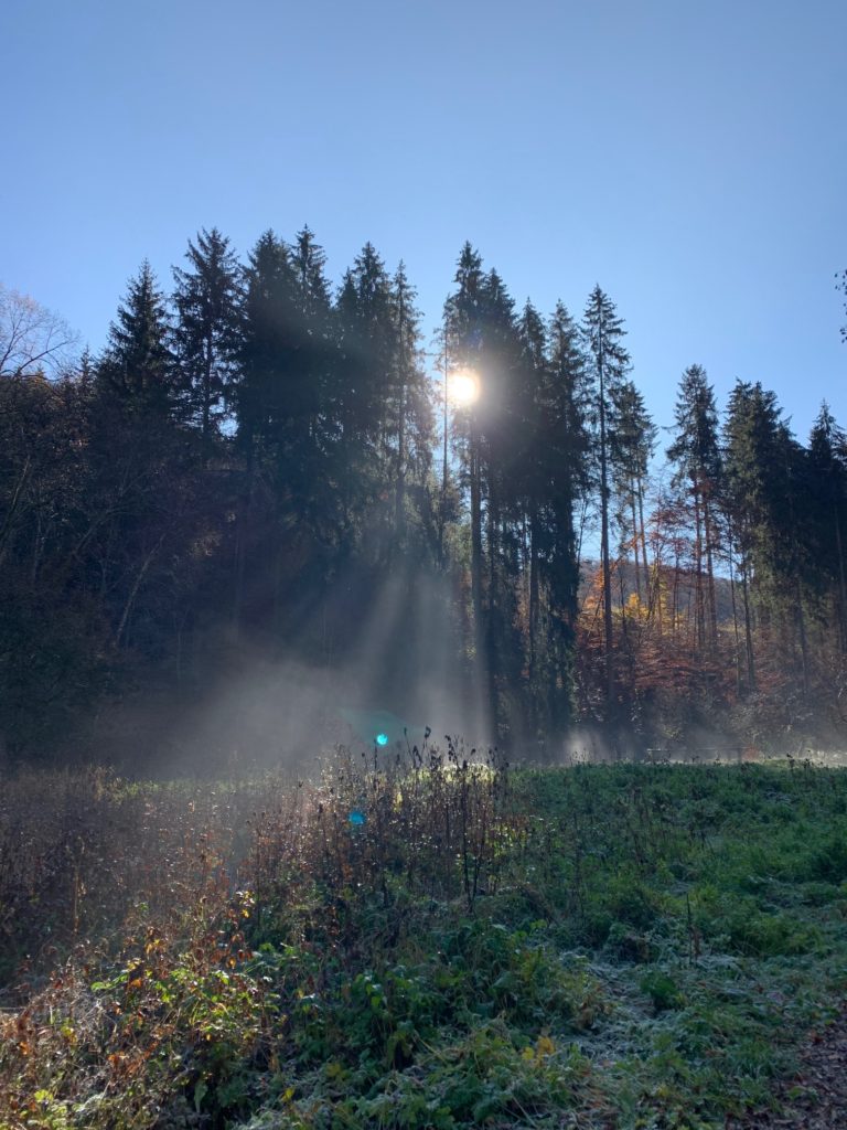 Wald mit Sonnenschein und Nebel
